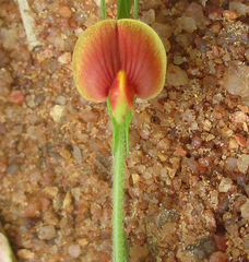 Zornia glochidiata