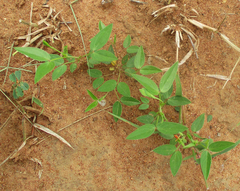 Zornia glochidiata