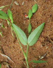 Zornia glochidiata