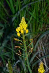 Bulbine glauca