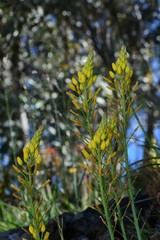 Bulbine glauca