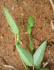 Zornia glochidiata