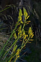 Bulbine glauca