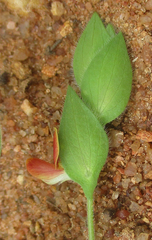 Zornia glochidiata