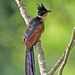 Chestnut-winged Cuckoo - Photo (c) Vijay Anand Ismavel, some rights reserved (CC BY-NC-SA)