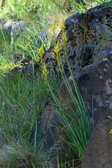 Bulbine glauca