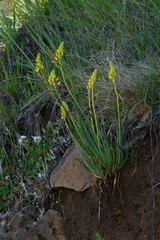 Bulbine glauca