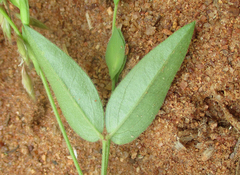 Zornia glochidiata