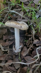 Amanita calyptratoides