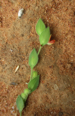 Zornia glochidiata