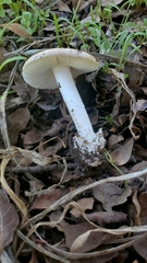 Amanita calyptratoides