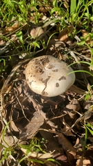 Amanita calyptratoides