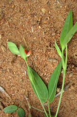 Zornia glochidiata