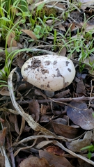 Amanita calyptratoides
