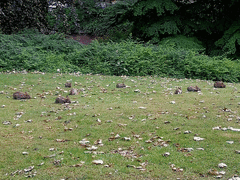 Oryctolagus cuniculus