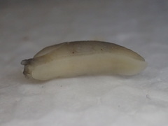 Arion intermedius