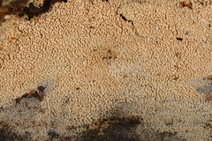 Hyphodontia arguta