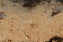 Hyphodontia arguta