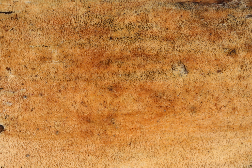 Steccherinum tenue