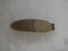 Arion intermedius