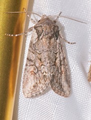 Lacinipolia teligera