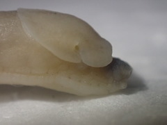 Arion intermedius