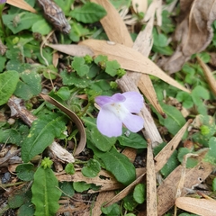 Mazus pumilio