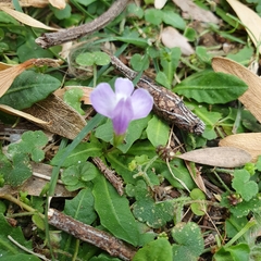 Mazus pumilio