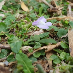 Mazus pumilio