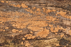 Hypoxylon ochraceum