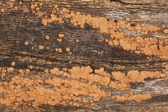 Hypoxylon ochraceum