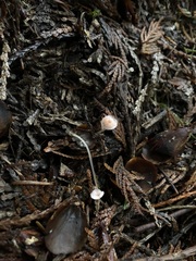 Mycena rosella
