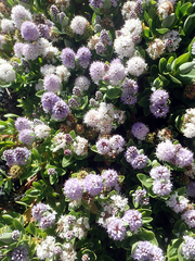 Veronica chathamica
