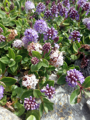 Veronica chathamica