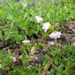Scaevola albida