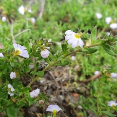 Scaevola albida