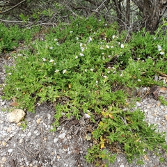 Scaevola albida