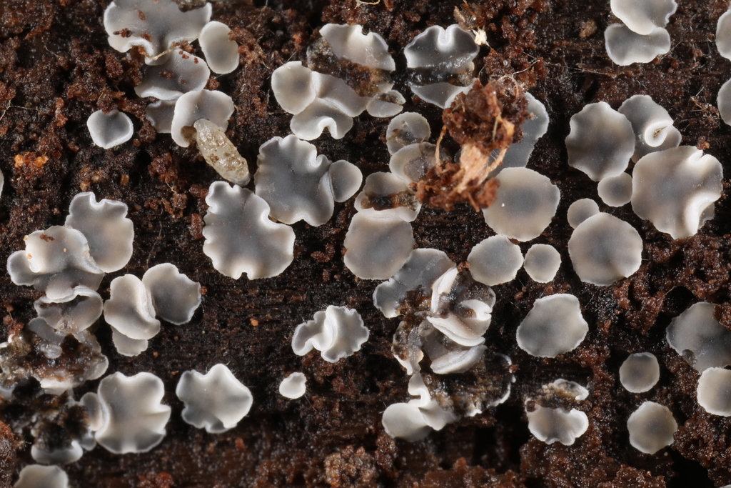 Mollisia cinereo-olivascens
