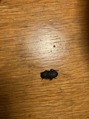 Zopherus granicollis