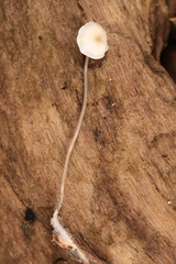 Mycena mirata