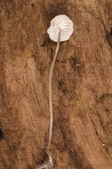 Mycena mirata