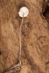 Mycena mirata