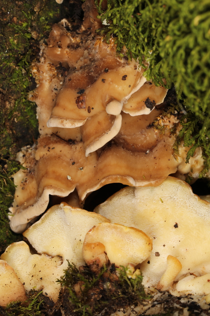 Antrodiella semisupina