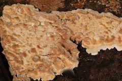 Steccherinum bourdotii