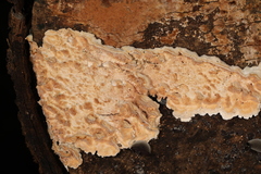 Steccherinum bourdotii