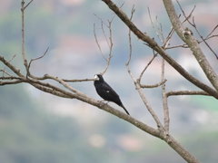 Sporophila crassirostris