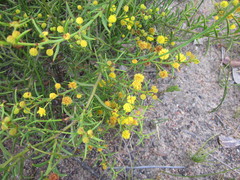 Acacia baxteri