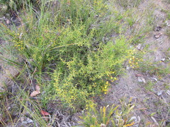 Acacia baxteri