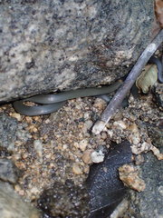 Diadophis punctatus modestus