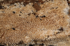 Hydnocristella himantia